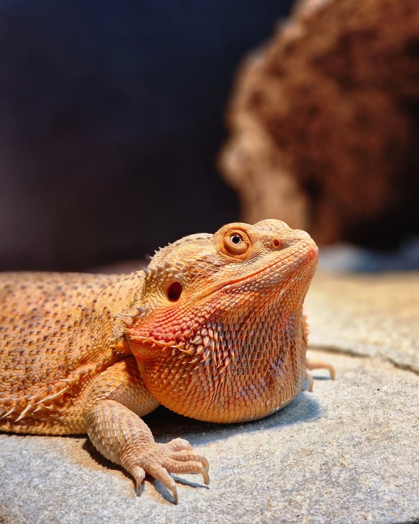 Vardinis neribotas 6 mėn. abonementas „Zoopark“ Vilniuje