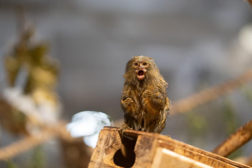 Apsilankymas „Zoopark“ Vilniuje 5 asm. su privačiu gidu