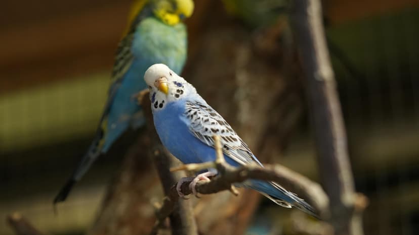 Apsilankymas „Zoopark“ Kaune 5 asm. su privačiu gidu