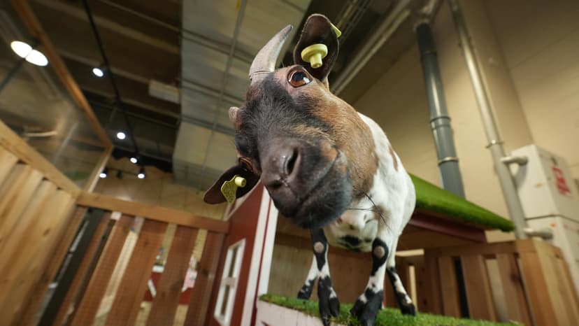 Apsilankymas zoologijos sode „Zoopark“ Kaune DVIEM