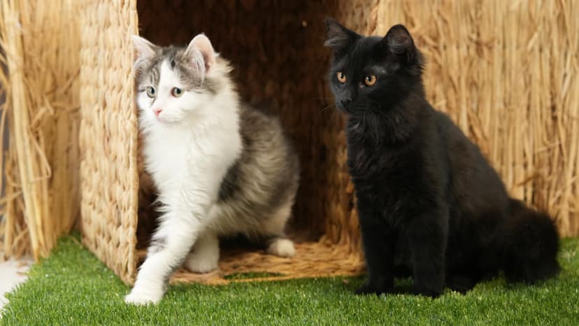 Apsilankymas zoologijos sode „Zoopark“ Kaune 4 asm.