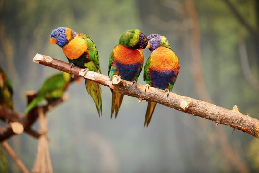 Apsilankymas zoologijos sode „Zoopark“ Vilniuje DVIEM