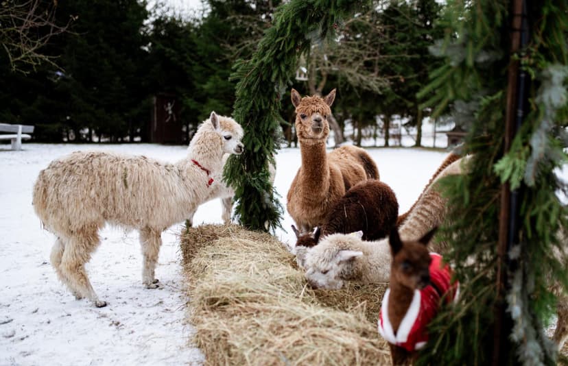 Apsilankymas alpakų ūkyje „Kristiano alpakos“