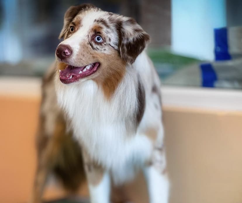 „Meilės gyvūnų kirpykla“ dovanų čekis