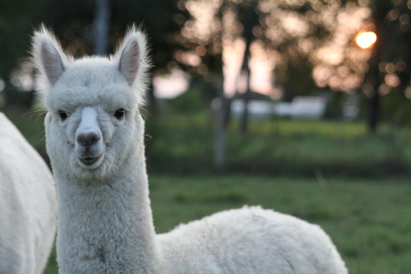 Apsilankymas „Nemuno alpakos“ ūkyje trims asmenims