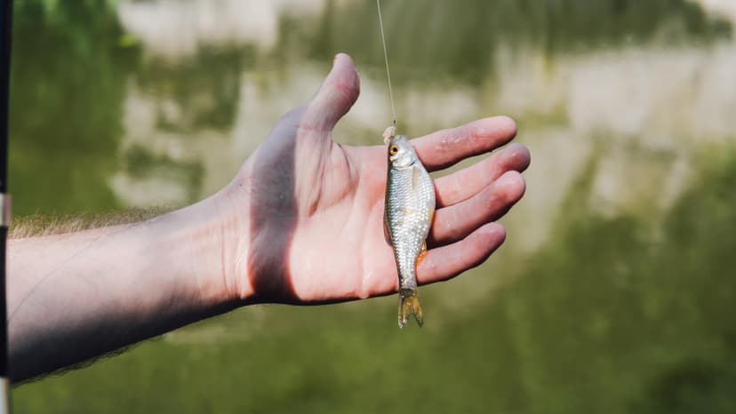 Stintų žvejyba Kuršių mariose